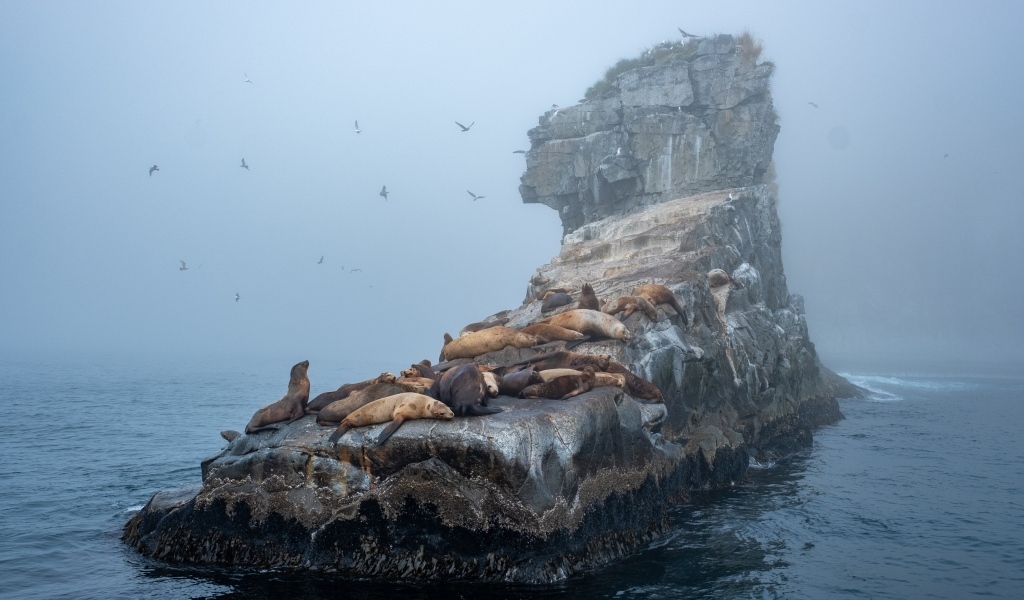 Морские котики отдыхают на камне в море