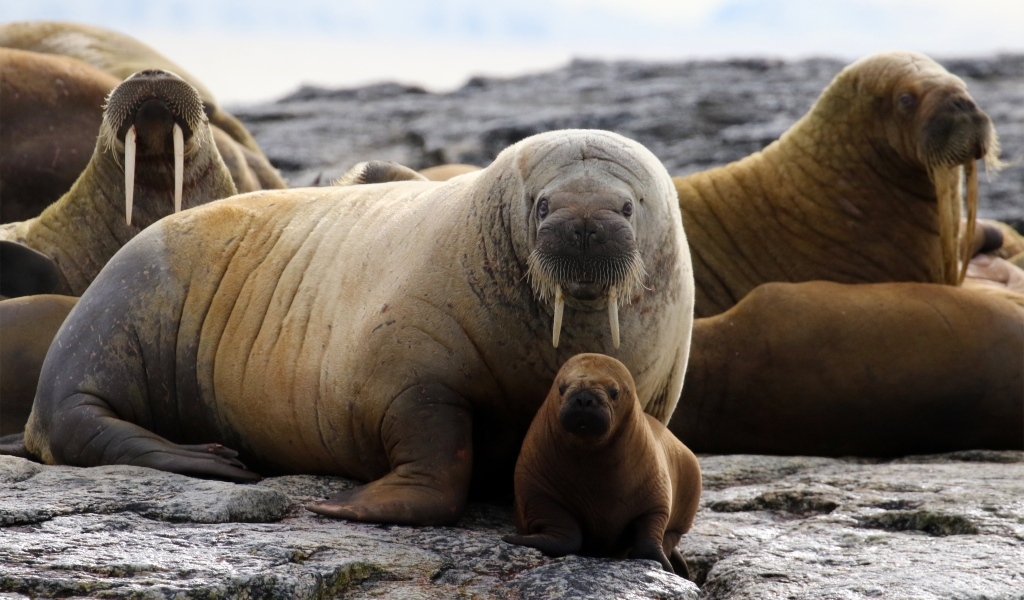 Большие и маленькие моржи отдыхают на камнях