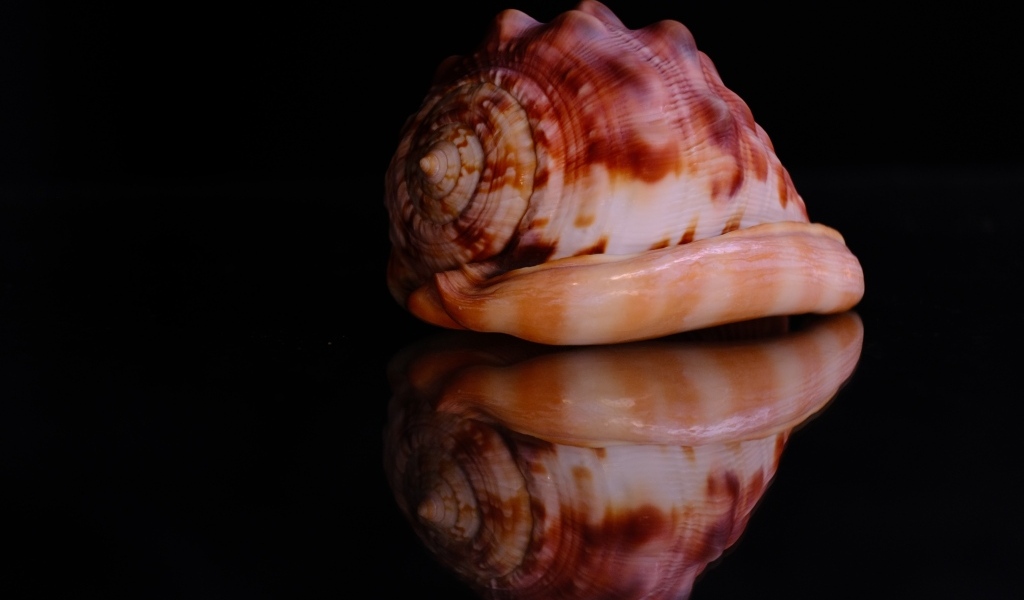 Большая ракушка на черном фоне