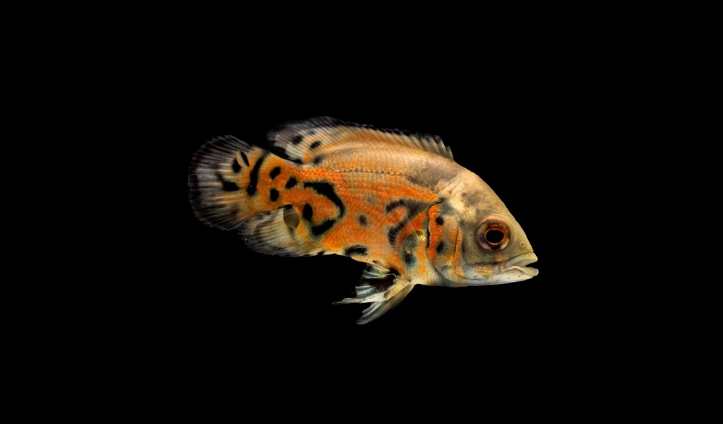 Оранжевая рыбка на черном фоне