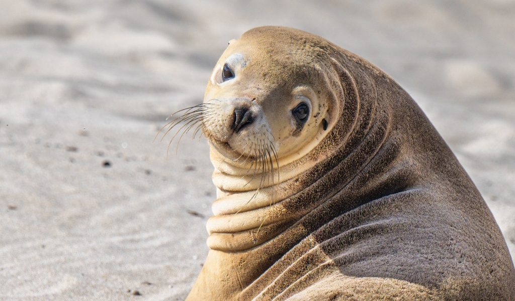 Морской лев лежит на песке