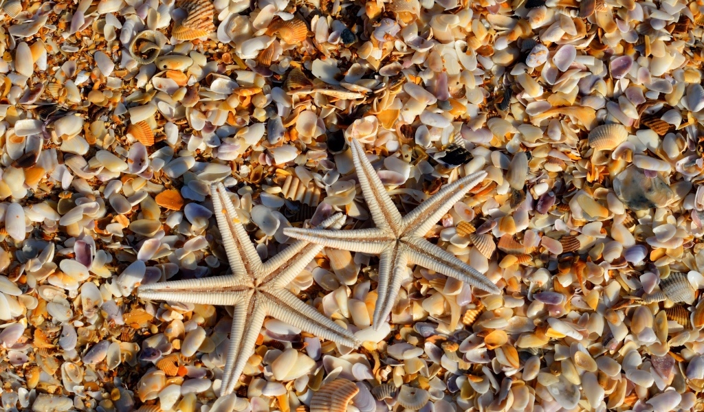 Две морские звезды и ракушки на берегу