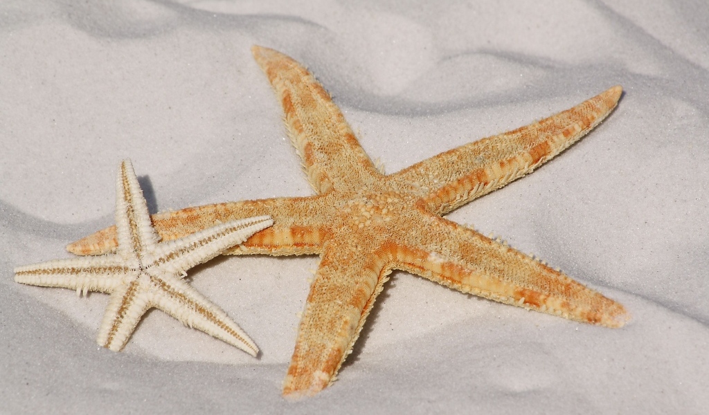 Две морские звезды на белом песке 