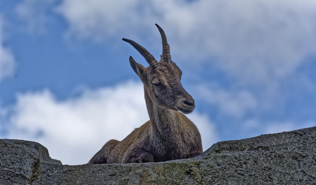 Газель с острыми рогами отдыхает на камне