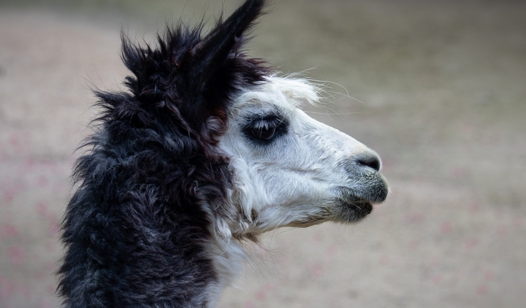 Голова альпаки боком