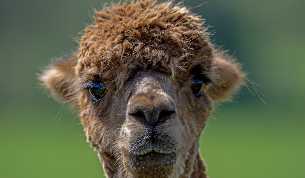 Морда альпаки крупным планом