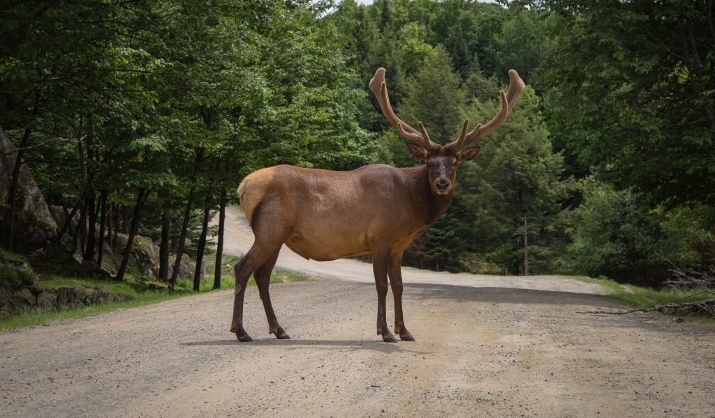Большой рогатый олень на дороге