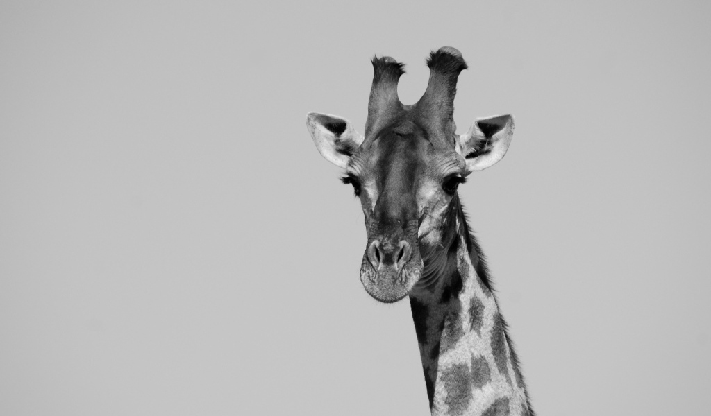 Большой жираф на сером фоне 