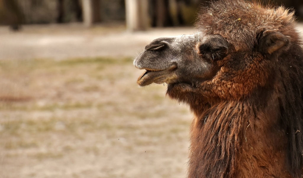 Большой лохматый верблюд в зоопарке