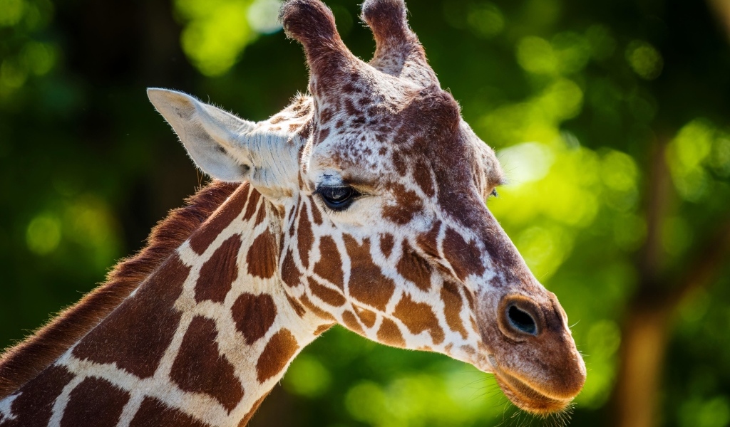 Морда пятнистого жирафа крупным планом