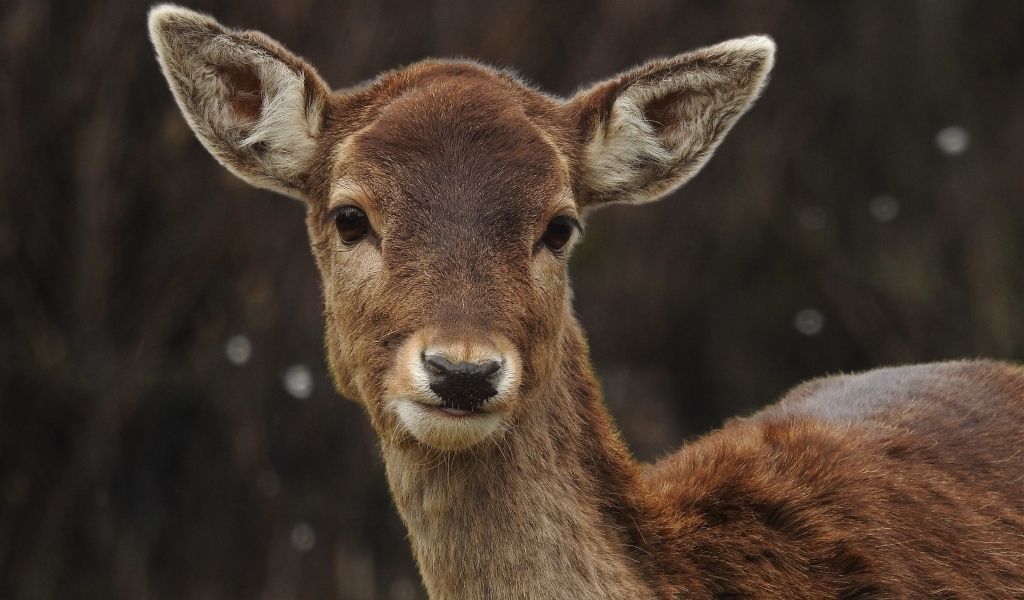 Милый олененок крупным планом