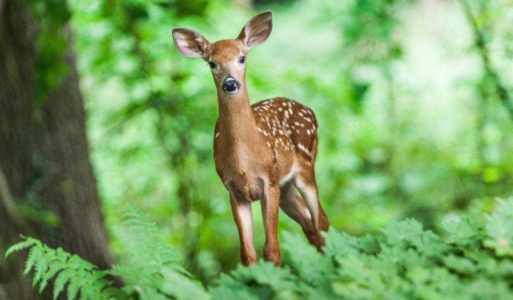 Милый пятнистый олененок в лесу