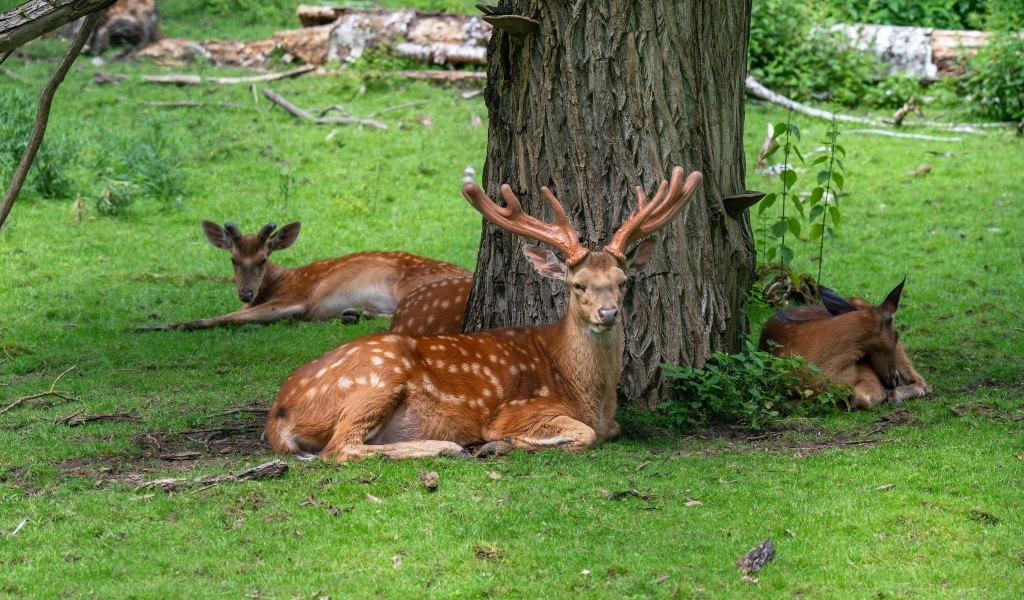 Олени отдыхают под деревом в лесу