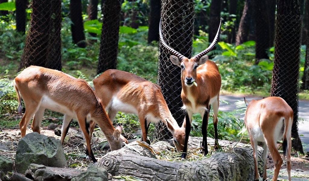 Газели в зоопарке