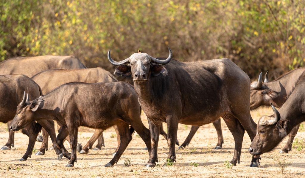 Стадо диких буйволов