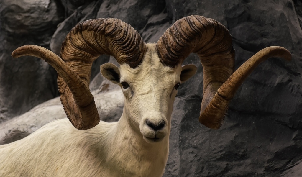 Большие закрученные рога горного козла