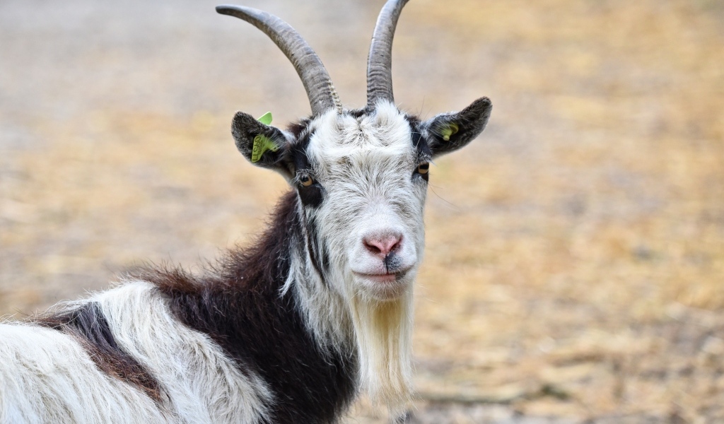 Большие рога у домашнего козла