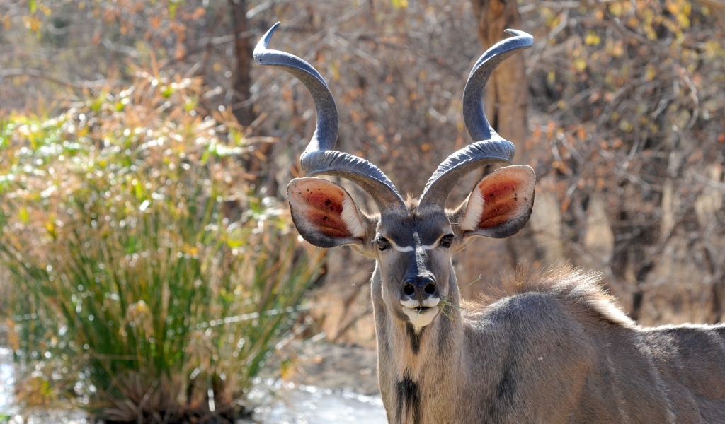 Большие рога у антилопы куду