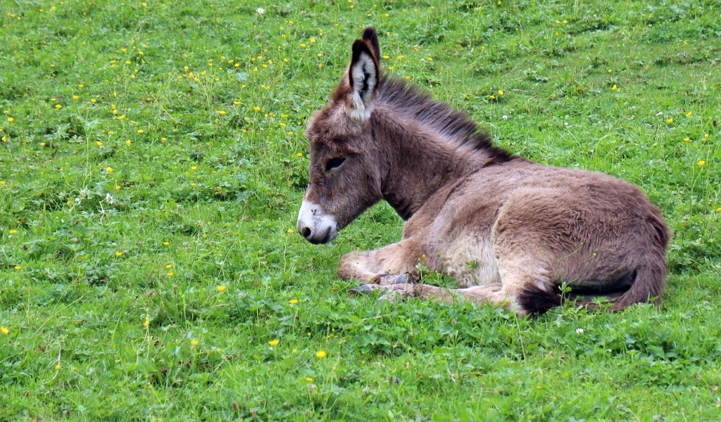 Маленький ослик лежит на зеленой траве