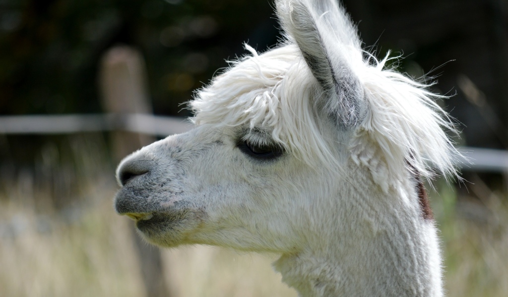 Голова белой ламы крупным планом