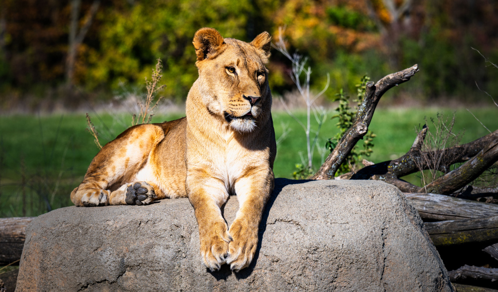 Большая львица лежит на камне в зоопарке