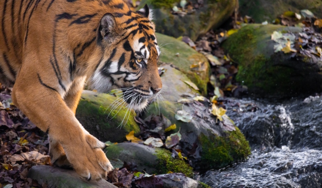 Большой полосатый тигр идет к воде