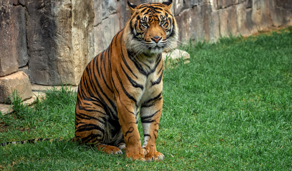 Большой полосатый тигр сидит на траве в зоопарке