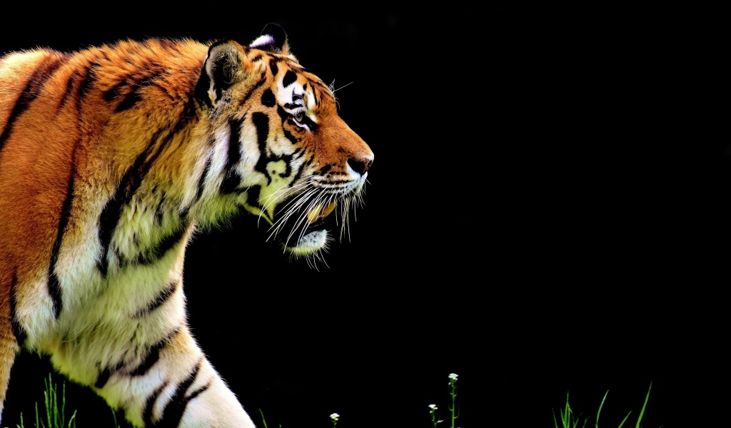 Большой тигр на черном фоне 