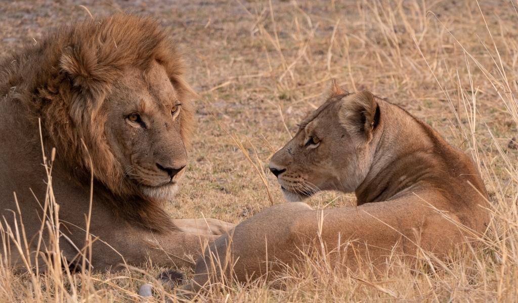 Грациозные лев и львица лежат на сухой траве