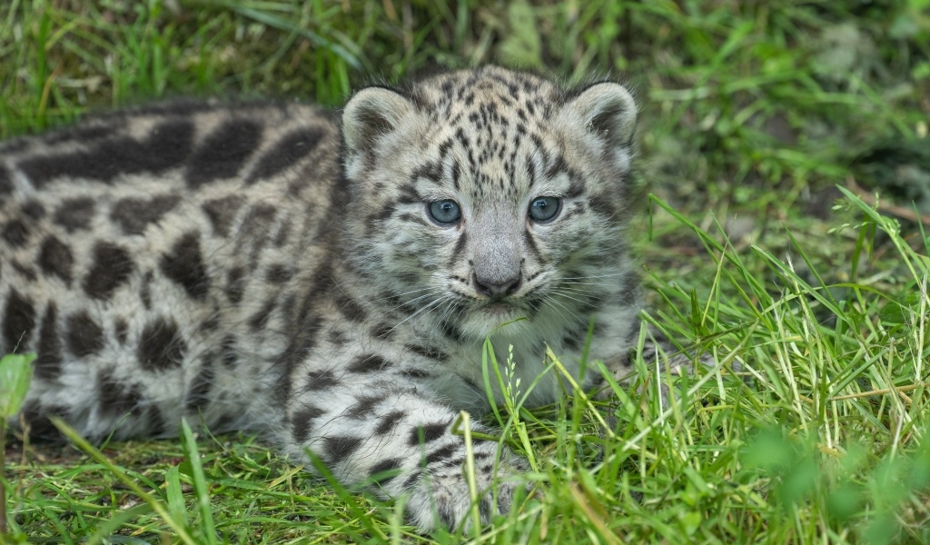 Маленький детеныш снежного барса на зеленой траве