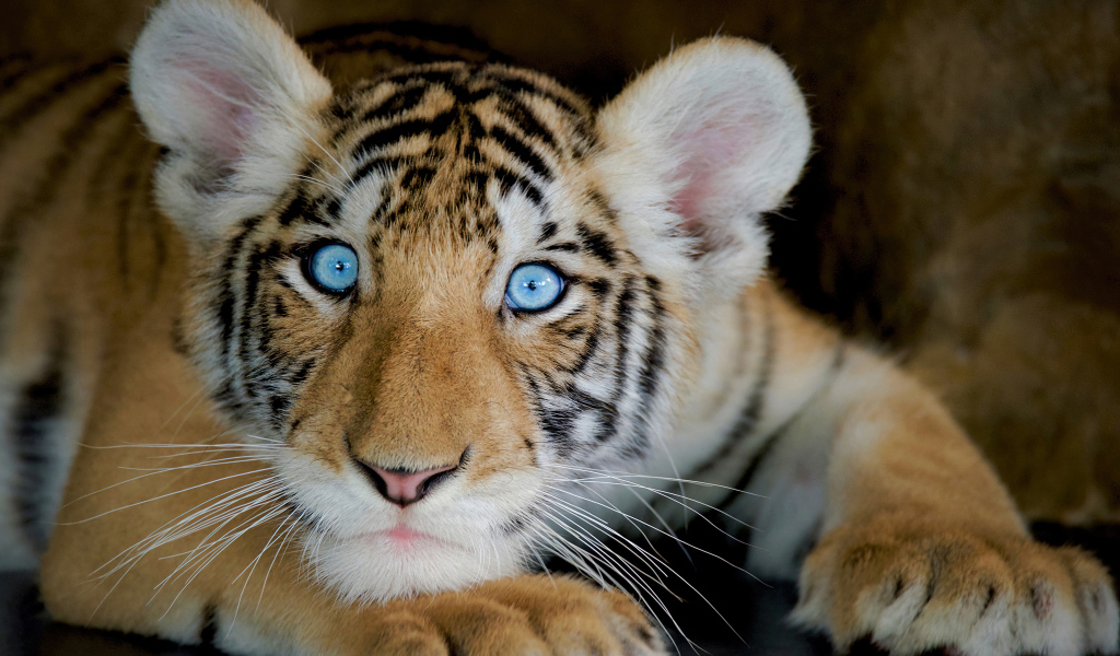 Маленький тигренок с голубыми глазами