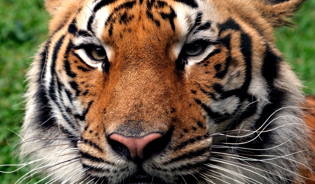 Серьезная морда полосатого тигра