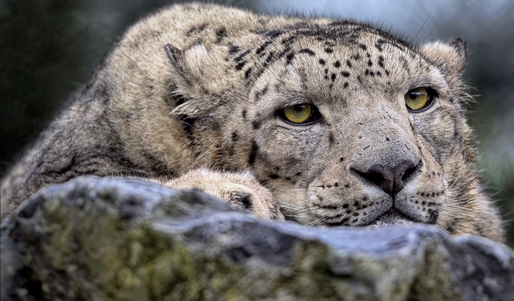 Снежный барс отдыхает на камне