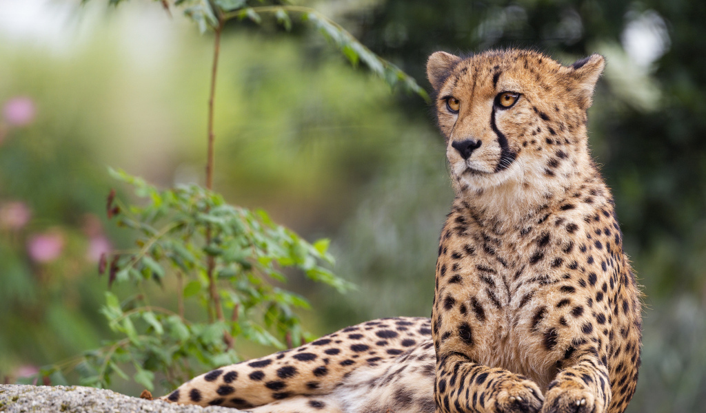 Пятнистый гепард лежит на камне