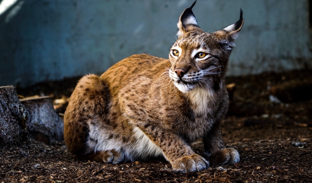Пятнистая рысь с красивыми ушами