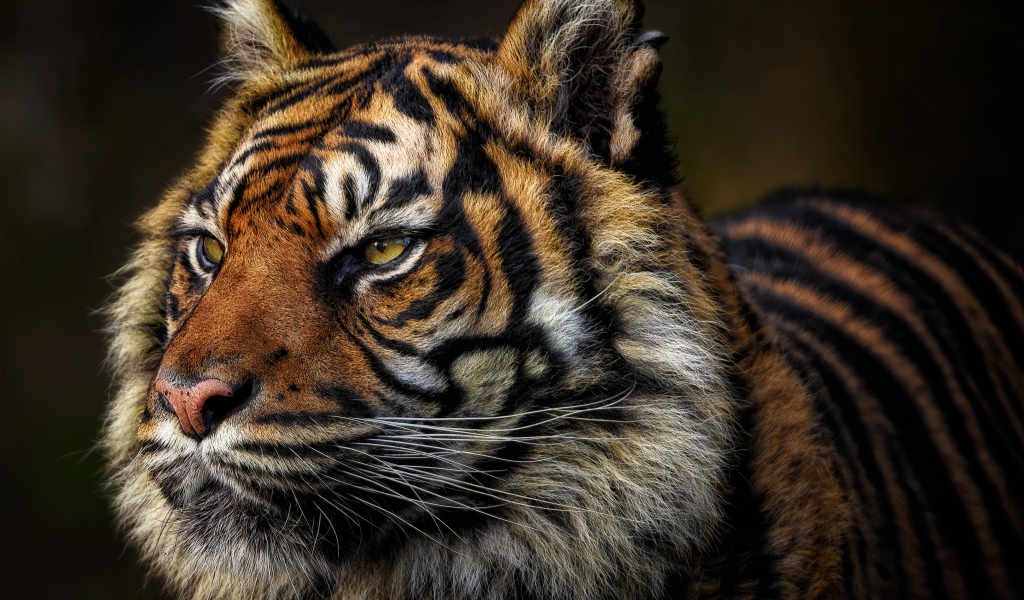 Грозная морда большого полосатого тигра