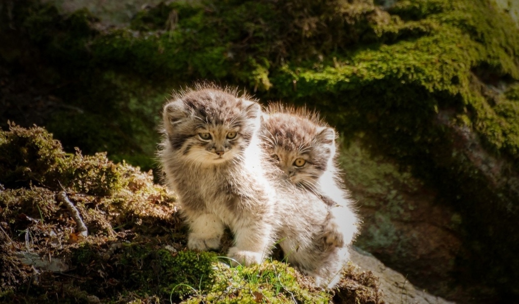 Два маленьких манула на камне в лесу