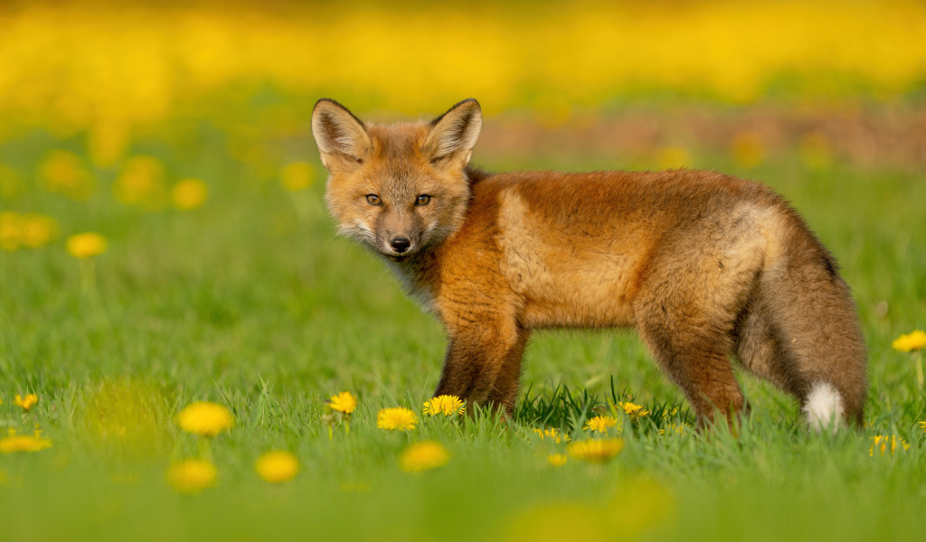 Little fox on the grass with dandelions