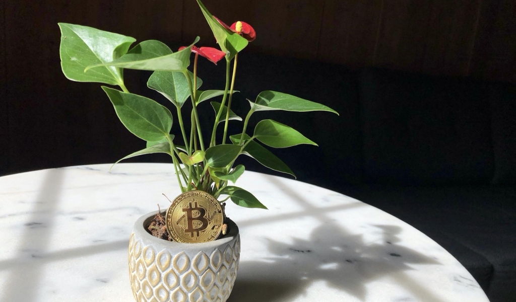 Монета биткоин с цветком антуриума