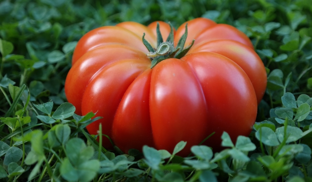 Огромный красный помидор лежит на зеленой траве