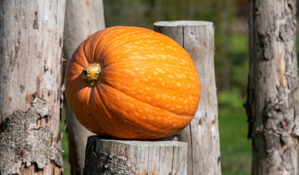 Большая оранжевая тыква лежит на деревянном пне