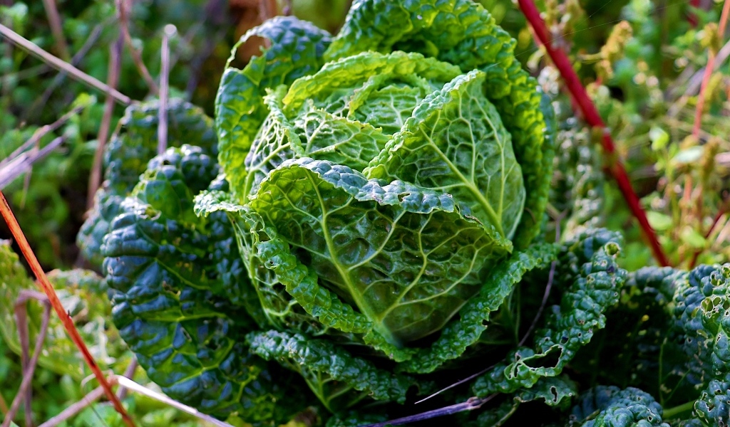 Капуста растет на грядке