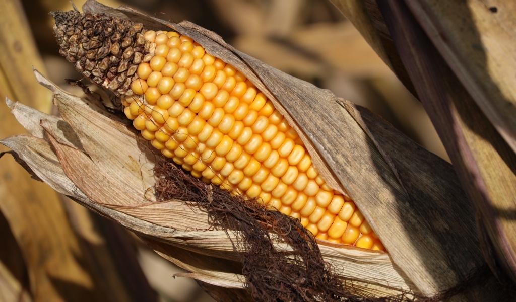 Початок кукурузы в листьях