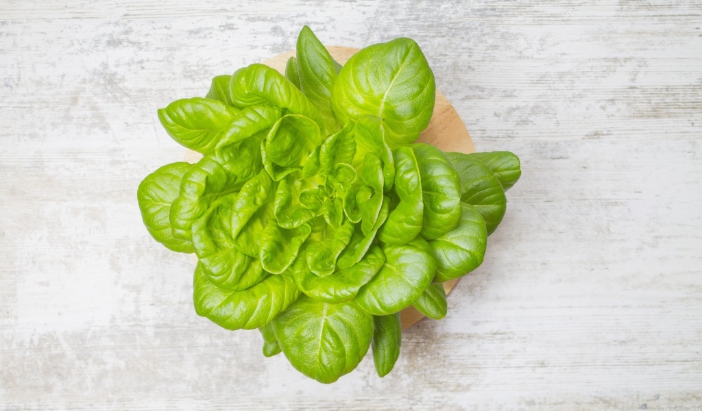 Свежий базилик на сером столе