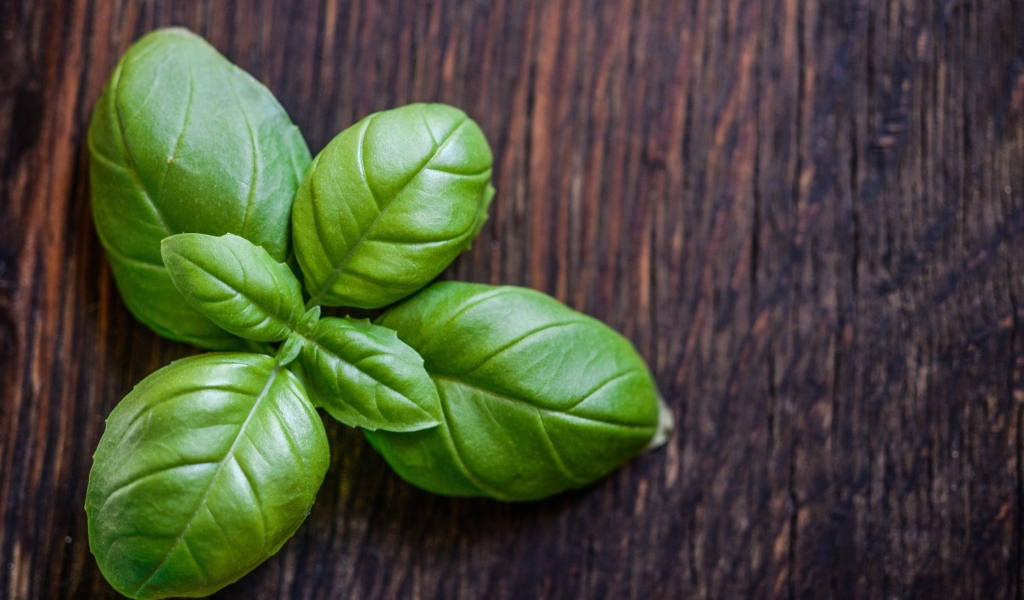 Зеленые листья базилика на деревянном столе