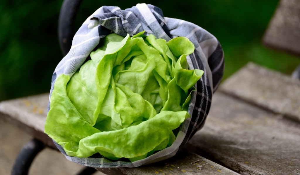 Зеленые листья салата крупным планом