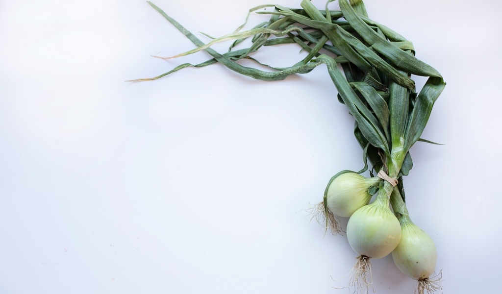 Зеленый лук на сером фоне