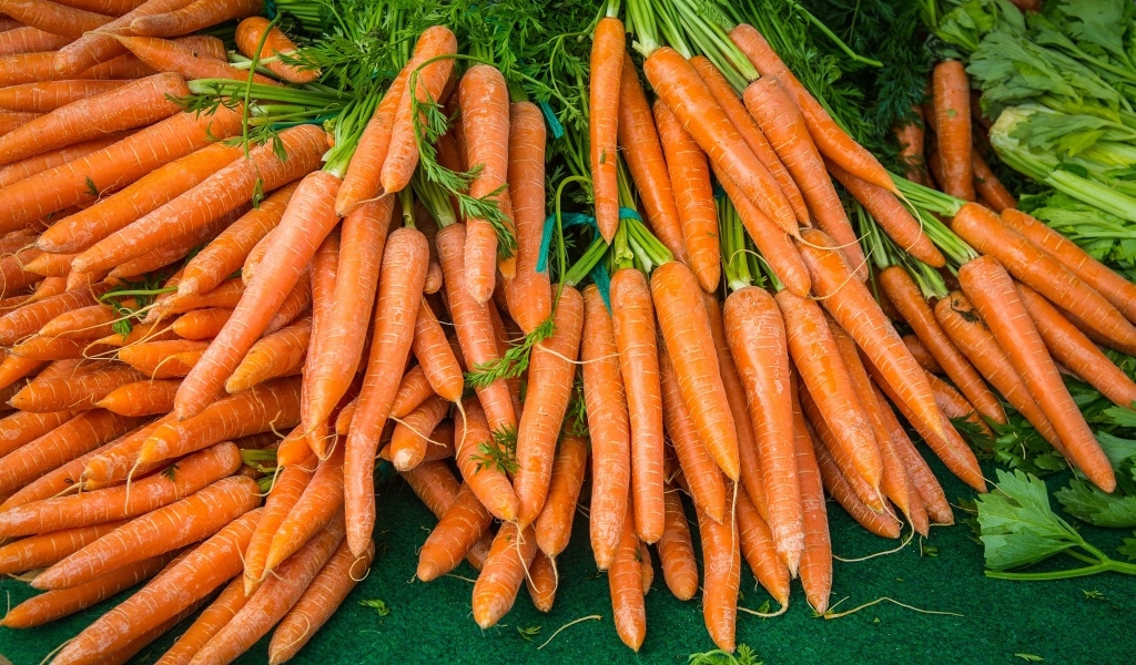 Много оранжевой моркови