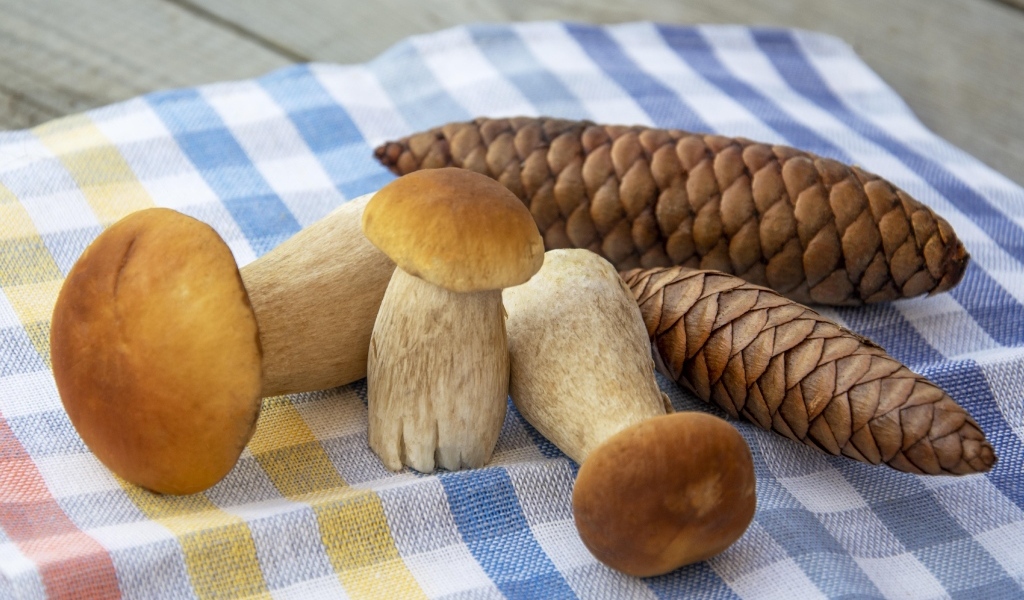 Белые грибы с шишками на столе