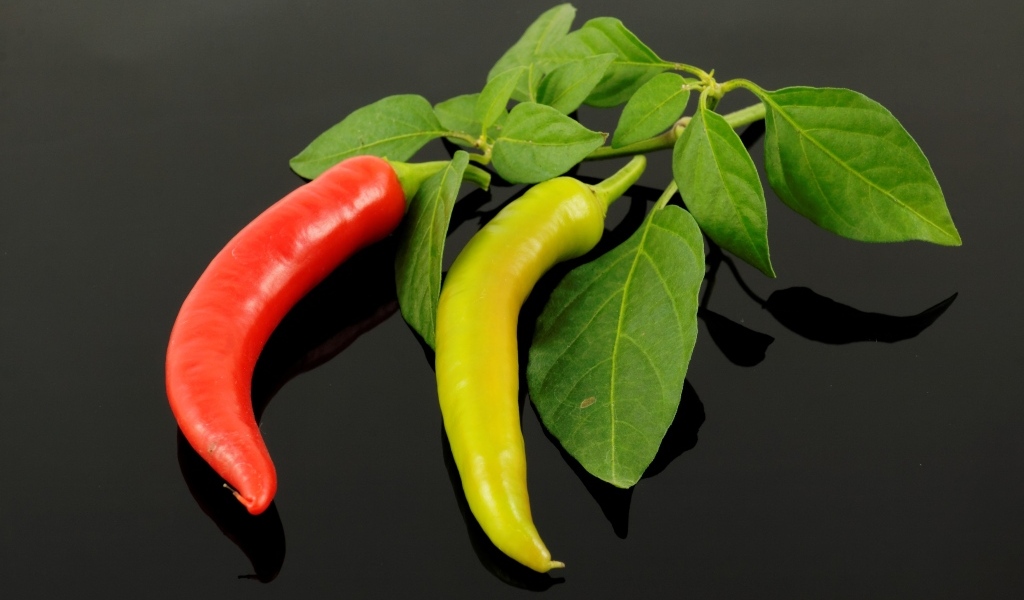 Красный и зеленый острый перец на ветке с листьями